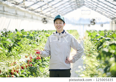 A male strawberry farmer harvesting in a greenhouse 125005835