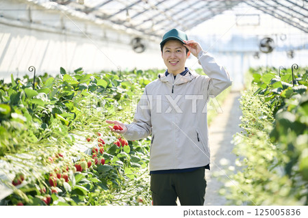 一位男性草莓種植者在溫室裡採摘草莓 125005836