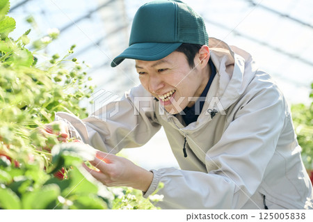 A male strawberry farmer harvesting in a greenhouse 125005838