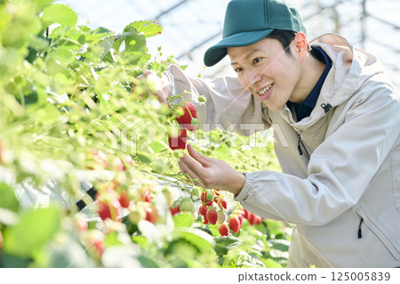 The hands of a male strawberry farmer harvesting in a vinyl greenhouse The hands of a male strawberry farmer harvesting in a vinyl greenhouse 125005839