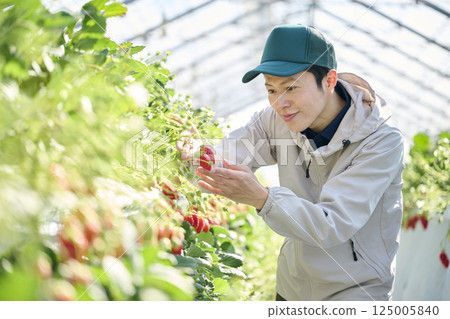 A male strawberry farmer harvesting in a greenhouse 125005840