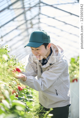 A male strawberry farmer harvesting in a greenhouse A male strawberry farmer harvesting in a greenhouse 125005842