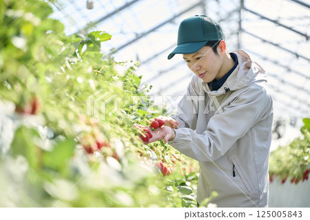 一位男性草莓種植者在溫室裡採摘草莓 125005843
