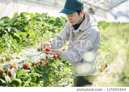一位男性草莓種植者在溫室裡採摘草莓 125005844