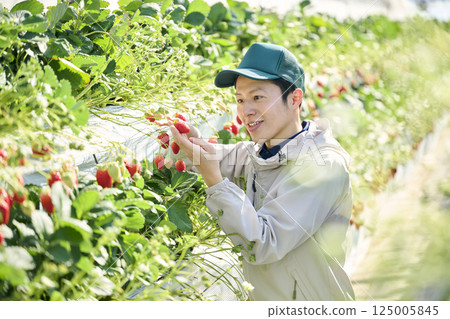 A male strawberry farmer harvesting in a greenhouse A male strawberry farmer harvesting in a greenhouse 125005845