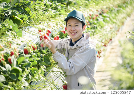 A male strawberry farmer harvesting in a greenhouse A male strawberry farmer harvesting in a greenhouse 125005847