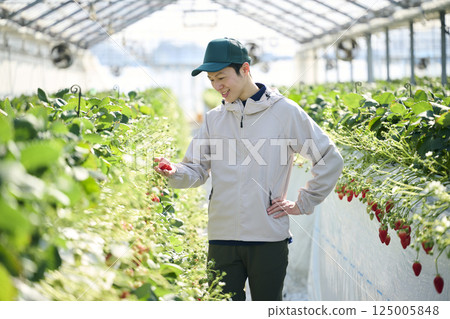 A male strawberry farmer harvesting in a greenhouse 125005848
