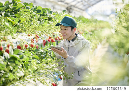 A male strawberry farmer uses a tablet to manage the growth of strawberries in a greenhouse 125005849