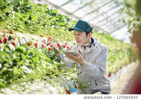 A male strawberry farmer uses a tablet to manage the growth of strawberries in a greenhouse A male strawberry farmer uses a tablet to manage the growth of strawberries in a greenhouse 125005850