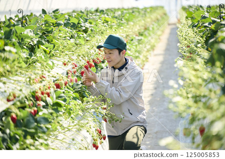 一位男性草莓種植者在溫室裡採摘草莓 125005853