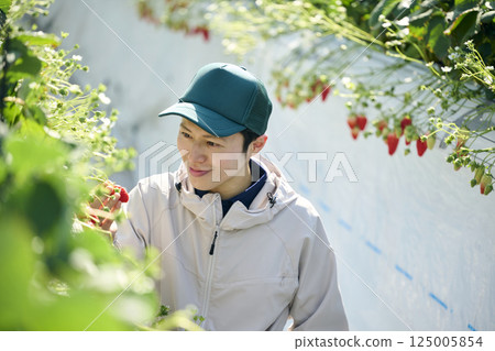 A male strawberry farmer harvesting in a greenhouse 125005854