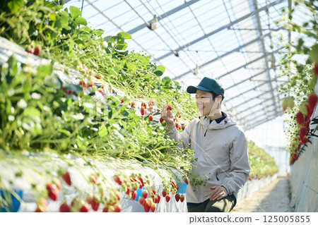A male strawberry farmer harvesting in a greenhouse A male strawberry farmer harvesting in a greenhouse 125005855