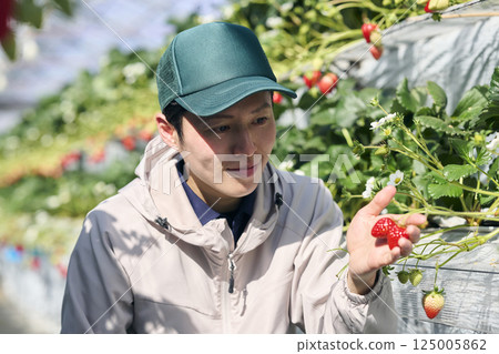 A male strawberry farmer harvesting in a greenhouse 125005862