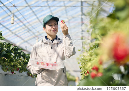 一位男性草莓種植者在溫室裡採摘草莓 125005867