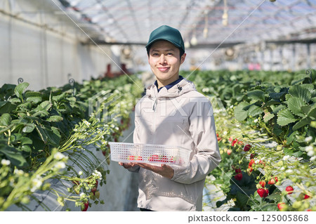 一位男性草莓種植者在溫室裡採摘草莓 一位男性草莓種植者在溫室裡採摘草莓 125005868