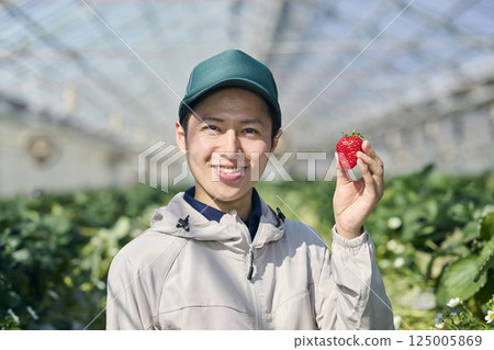 一位男性草莓種植者在溫室裡採摘草莓 125005869