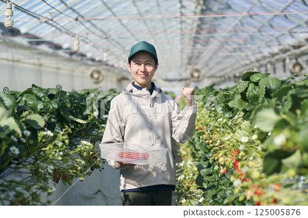 A male strawberry farmer harvesting in a greenhouse 125005876