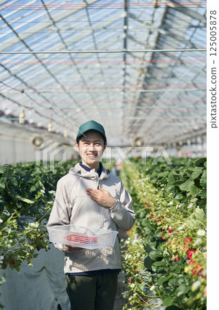 A male strawberry farmer harvesting in a greenhouse 125005878