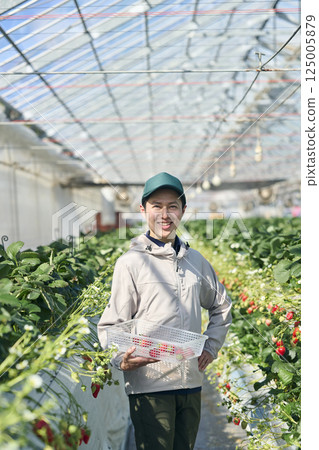 A male strawberry farmer harvesting in a greenhouse A male strawberry farmer harvesting in a greenhouse 125005879