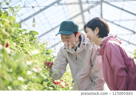 A strawberry farming couple harvesting in a greenhouse A strawberry farming couple harvesting in a greenhouse 125005883