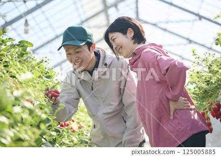A strawberry farming couple harvesting in a greenhouse A strawberry farming couple harvesting in a greenhouse 125005885