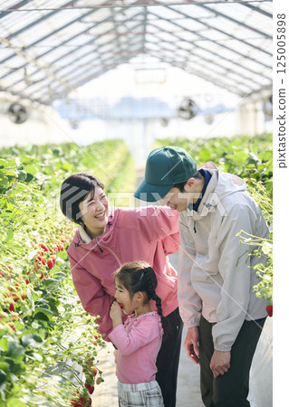 A strawberry farming family harvesting in a greenhouse 125005898