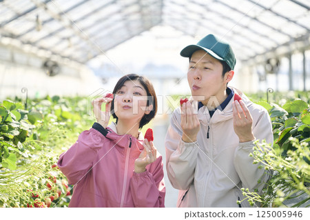 A farming couple eating strawberries they harvested in a greenhouse 125005946
