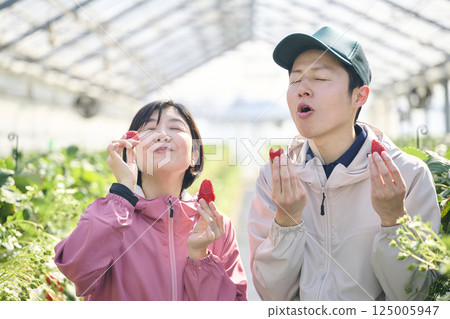 A farming couple eating strawberries they harvested in a greenhouse 125005947