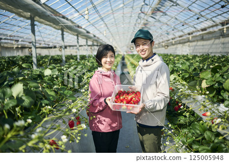 A farmer couple holding strawberries they harvested in a greenhouse 125005948