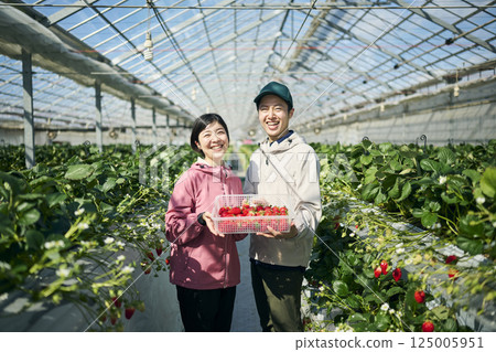 A farmer couple holding strawberries they harvested in a greenhouse A farmer couple holding strawberries they harvested in a greenhouse 125005951