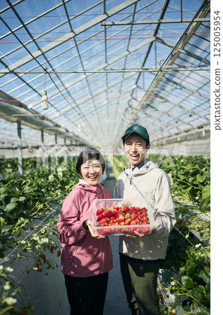 A farmer couple holding strawberries they harvested in a greenhouse A farmer couple holding strawberries they harvested in a greenhouse 125005954