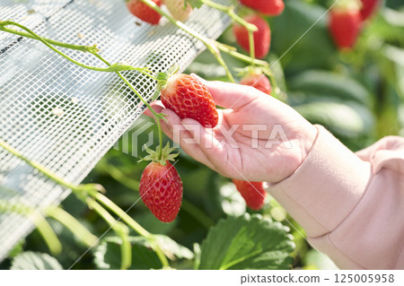 一名小學生在農場享受採摘草莓的樂趣 125005958