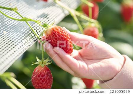 Hands of an elementary school girl enjoying strawberry picking at a farm Hands of an elementary school girl enjoying strawberry picking at a farm 125005959