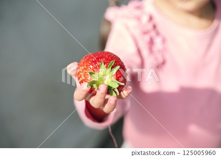 Hands of a girl enjoying strawberry picking at a farm Hands of a girl enjoying strawberry picking at a farm 125005960