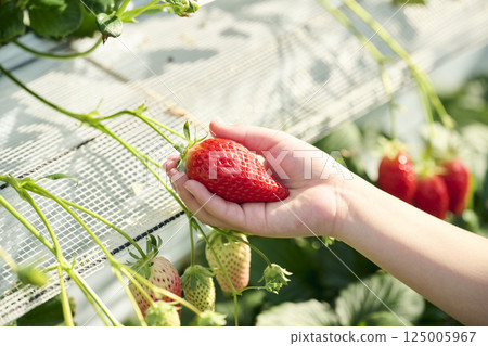 Hands of a girl enjoying strawberry picking at a farm 125005967