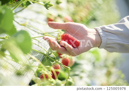 一位男草莓農的手在溫室裡採草莓 一位男草莓農的手在溫室裡採草莓 125005976