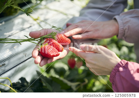The hands of a strawberry farming couple working in a greenhouse The hands of a strawberry farming couple working in a greenhouse 125005978
