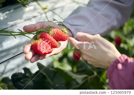 一對草莓種植夫婦在溫室工作 一對草莓種植夫婦在溫室工作 125005979