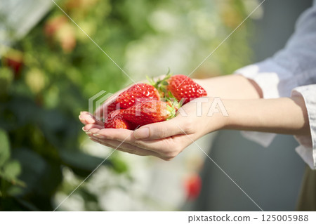 Fresh strawberries in the palm of a woman's hand in a greenhouse Fresh strawberries in the palm of a woman's hand in a greenhouse 125005988
