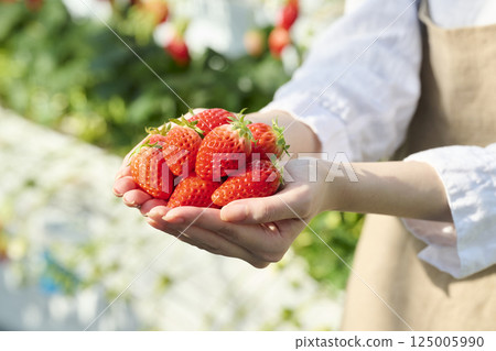 Fresh strawberries in the palm of a woman's hand in a greenhouse Fresh strawberries in the palm of a woman's hand in a greenhouse 125005990