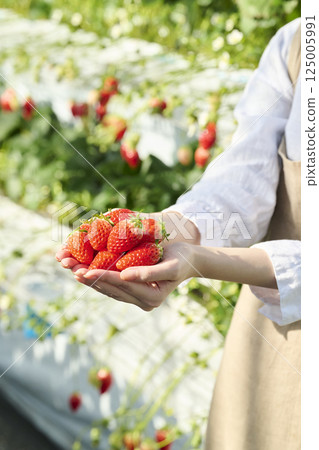 Fresh strawberries in the palm of a woman's hand in a greenhouse 125005991