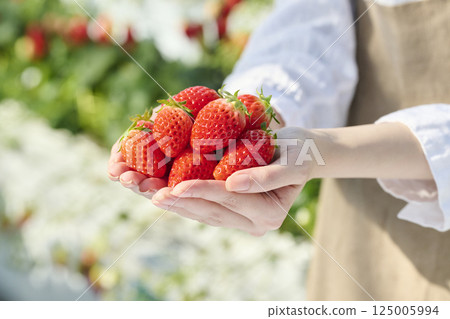 溫室裡，女人手掌中的新鮮草莓 125005994