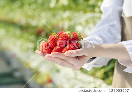溫室裡,女人手掌中的新鮮草莓 溫室裡,女人手掌中的新鮮草莓 125005997
