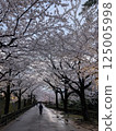 櫻花樹林立的街道 125005998