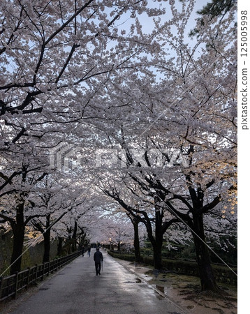 Streets lined with cherry blossom trees 125005998