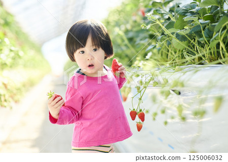 Girls enjoying strawberry picking at a farm 125006032