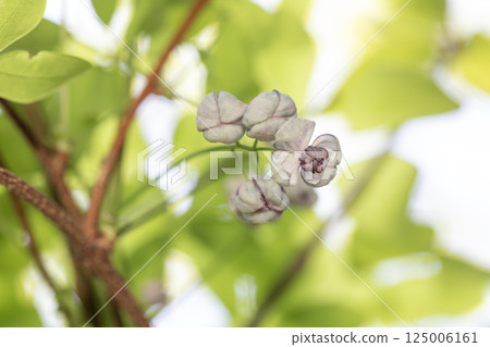 Akebia flower 125006161