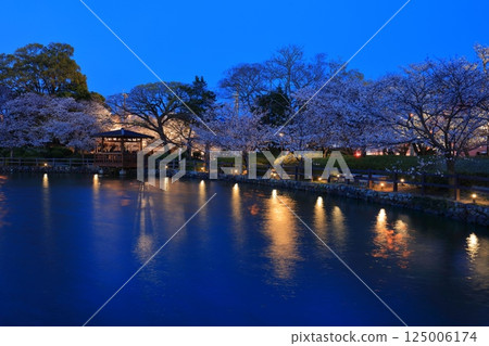 [Nagasaki Prefecture] Sakurada Moat and cherry blossoms in full bloom at night in Omura Park (Kujima Castle) 125006174