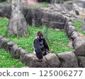 Sitting gorilla 125006277