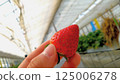 In a fragrant strawberry garden 125006278